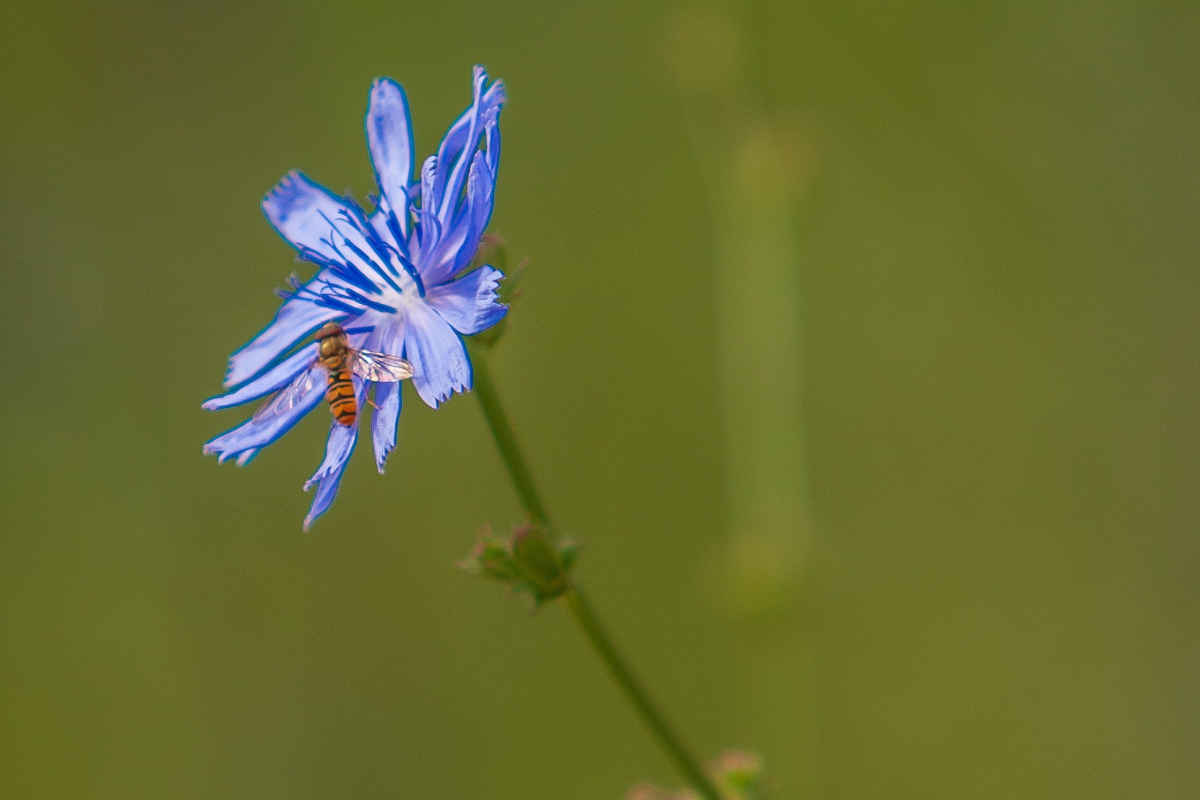 Wegwarte - CITY NATURE Symbolblume © Barbara Reinwein