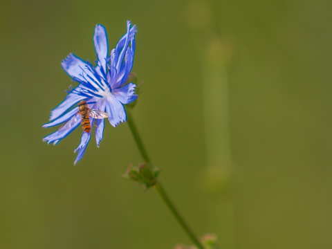 Wegwarte - CITY NATURE Symbolblume © Barbara Reinwein Wegwarte - CITY NATURE Symbolblume © Barbara Reinwein